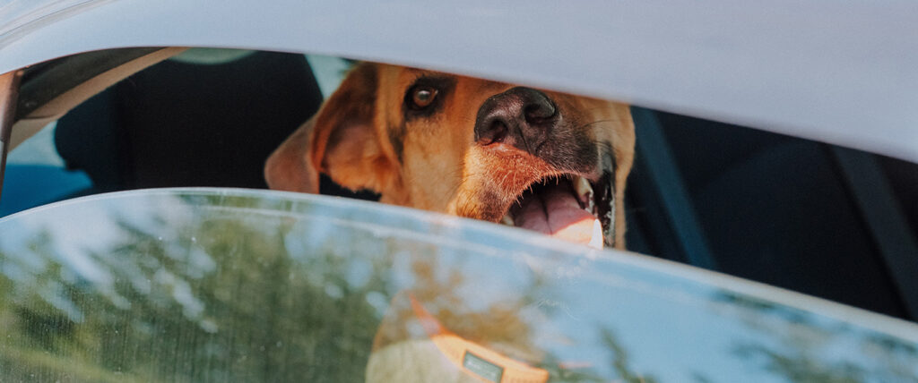 The Dangers of Leaving Your Dog in the Car During Summer: A Vital Reminder