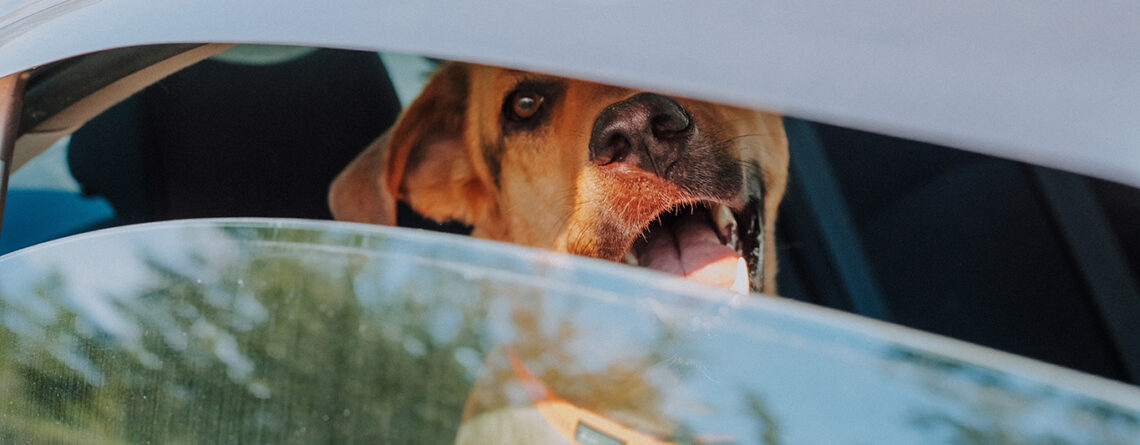 The Dangers of Leaving Your Dog in the Car During Summer: A Vital Reminder