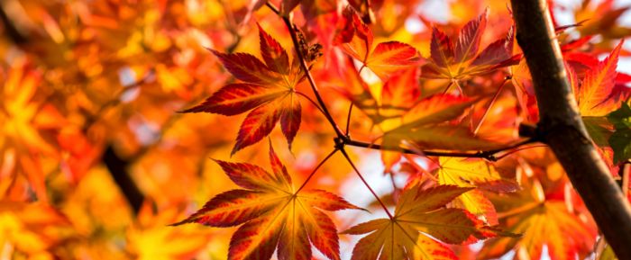 Autumn Car Care: Myths You Can Ignore