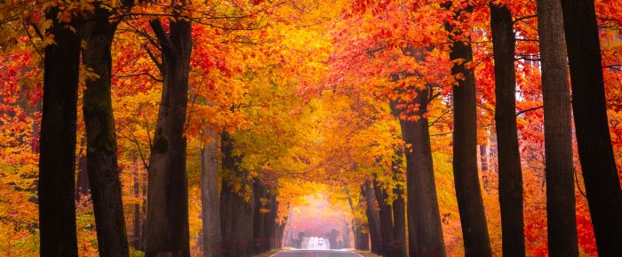 The Silent Hazards of Autumn Roads