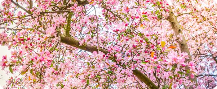 How Tree Sap Can Damage Your Paint in Spring